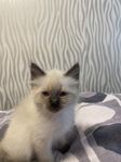 Kattunge till salu – liknar Birma/Ragdoll (utan stamtavla)