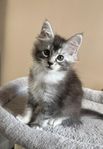 Main Coon kattunge med stamtavla, leveransklar 11/9
