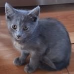 Kattungar