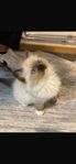 Ragdoll-kattungar till salu – 3 månader gamla” borttage