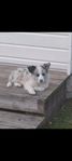 bordercollie 13 veckor