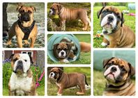 Continental Bulldog valp