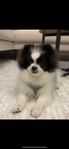 pomeranian valp 