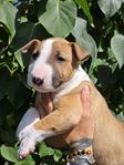 Miniatyrbullterrier 