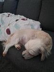Bichon Havanais 4.5år