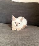 ragdoll kattunge