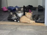 Kattungar Ragdoll/Mainecoon/Bondkatt