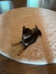 Chihuahua tik med stamtavla säljes för sällskap