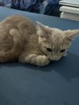 kattunge