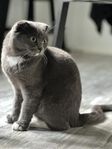 Kattunge 
