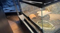 leopard gecko hona