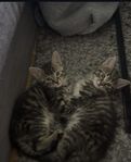 Kattungar