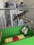 Bulbul Himalaya hane 6 månader gammal 