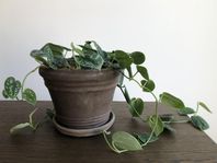 STOR SCINDAPSUS PICTUS