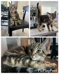 kattungar