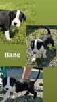 American bully