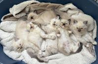 kattungar