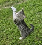 Trevlig bondkatt