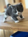 Underbara kattungar