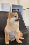 Pomeranian tik söker nytt hem