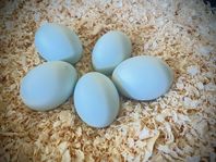 Cream legbar ägg 