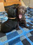 Labrador Retriever - SKK reg
