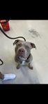 Omplacering American bully 