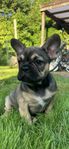 Fransk bulldog valp 