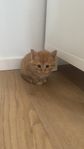underbara kattungar
