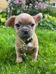 Fransk Bulldogg, Isabella, faw,Blå, Svensk födda