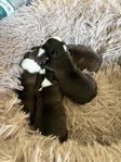 Underbara Bostonterrier valpar med stamtavla