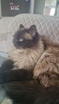 katt
