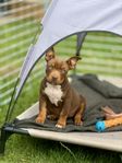 american bully tik