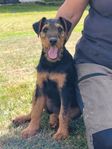 Airedale Terrier blandras 