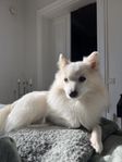 japanskspets / pomeranien