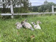 Myskankor ällingar