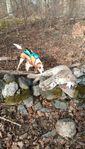 FOXHOUNDVALPAR 