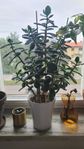 Krukväxt Paradisträd - Crassula ovata