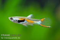 guppy endlers Poecilia wingei