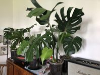 MONSTERA sticklingar.  Välj själv den du vill ha.