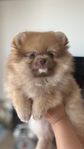 Leveransklar Pomeranian tikvalp