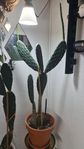 Krukväxt: Fikonkaktus - Opuntia ficus-indica 