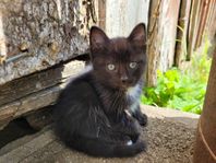 kattunge