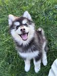 POMSKY  Pomeranian/ siberian husky