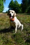 Labrador Retriever 