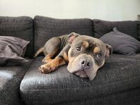 American bully pocket