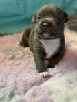 Blå Staffordshire Bullterrier valpar SKK