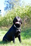 Labrador Retriever 