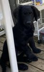 labradoodle standard genf2