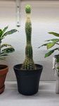 Krukväxt: Saguarokaktus